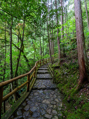 Fototapeta na wymiar 新緑に囲まれたハイキングコース