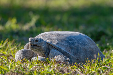 Gopher turtle  in the grass