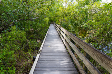 Fototapeta na wymiar The Slew Walkway Beside Gator Lake, Six Mile Cypress Slough, Nature Preserve, Fort Myers, Florida, USA