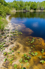 Longnose Gar Swimming in Gator Lake, Six Mile Cypress Slough Preserve, Fort Myers, Florida, USA