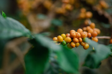 Organic arabica coffee beans agriculturist in farm. harvesting Robusta and arabica coffee berries....