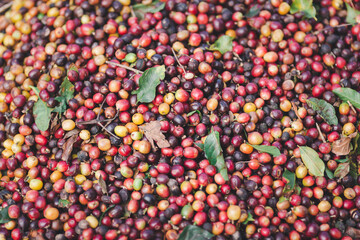 red and green coffee beans background