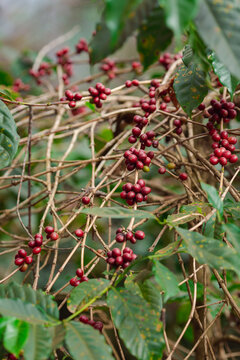 Organic arabica coffee beans agriculturist in farm. harvesting Robusta and arabica coffee berries. Harvest arabica coffee berries on its branch, harvest concept.