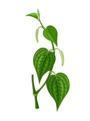 Vector illustration of betel leaf, scientific name of Piper betle, isolated on white background. - obrazy, fototapety, plakaty