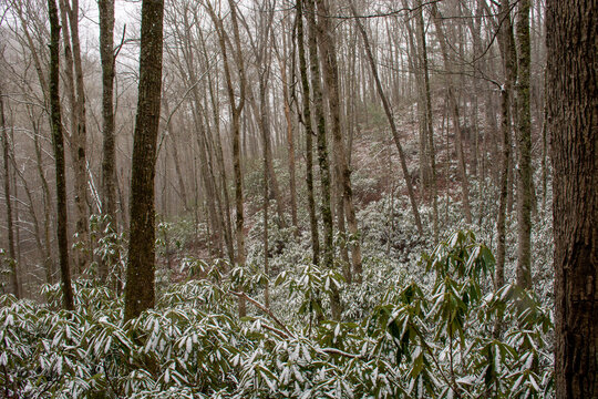 Spring Snow in the Forest
