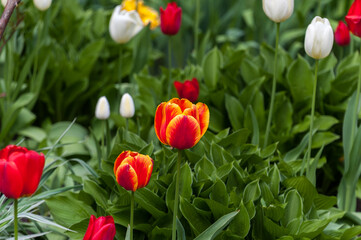 Fototapeta premium Beautiful tulips grow on the lawn