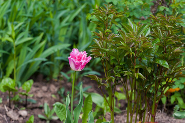 Tulip fringed hughes ten bosch growing on the lawn