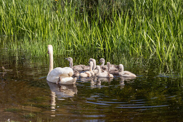 Family of swans: mother and young chicks sail together from the shore, away from prying eyes