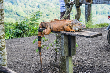 iguana sleep on wooden at zoo.