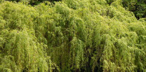 Green Vibrant Tree. Sunny Spring Day. Canadian Nature Background. Taken in Vancouver, BC, Canada.