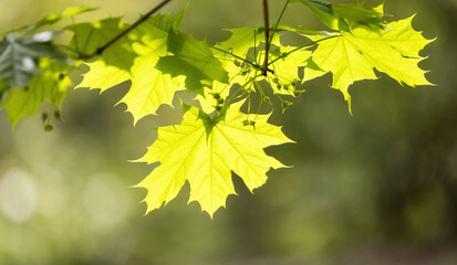 Green Vibrant Tree. Sunny Spring Day. Canadian Nature Background. Taken in Vancouver, BC, Canada.