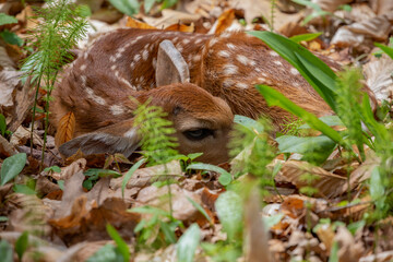 The newborn fawn white tailed deer