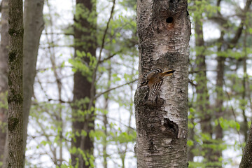  The hairy woodpecker (Leuconotopicus villosus) flying out of the nest cavity
