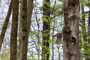  The hairy woodpecker (Leuconotopicus villosus) flying out of the nest cavity