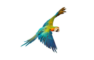 Colorful catalina parrot flying isolated on white.