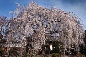 美しいしだれ桜、京都