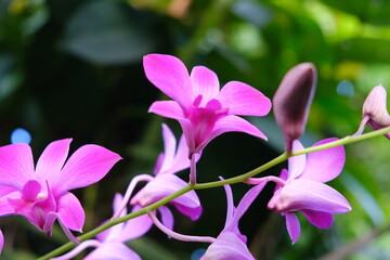 Obraz premium Purple orchid flowers grown in the garden