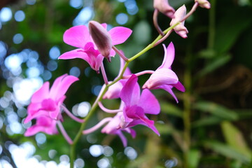 Purple orchid flowers grown in the garden