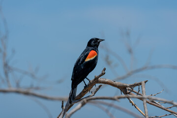 Red wing black bird resting on a tree branch at Point Pelee, Ontario, Canada after flying across Lake Erie migrating from the south during spring 2022 - Powered by Adobe