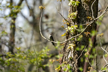 Old world flycatcher Bird resting on a branch at Point Pelee, Ontario, Canada  after flying over Lake Erie migrating from the south during Spring