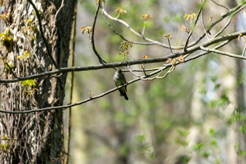 Old world flycatcher Bird resting on a branch at Point Pelee, Ontario, Canada  after flying over Lake Erie migrating from the south during Spring