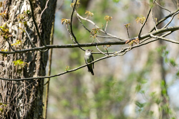 Old world flycatcher Bird resting on a branch at Point Pelee, Ontario, Canada  after flying over Lake Erie migrating from the south during Spring