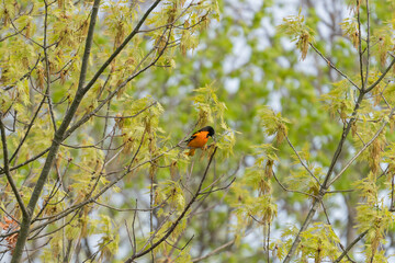 Baltimore oriole bird feeding on a tree at Point Pelee  after flying over Lake Erie migrating from the south during Spring 2022