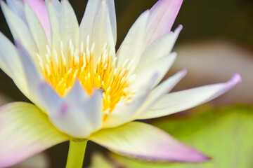 pink lotus pollen focus Lilac blooming in a pond soft blur