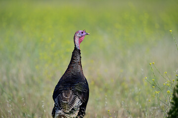 Wild Turkey - Hen