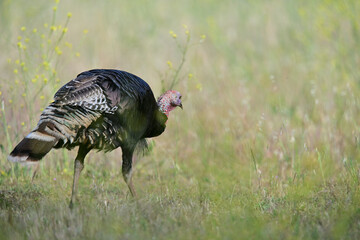 Wild Turkey - Hen