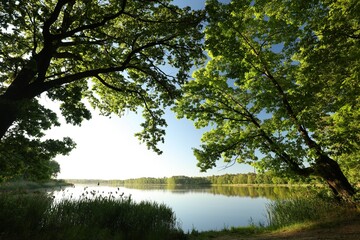 Fototapeta na wymiar Branches of spring oaks against the lake in the morning