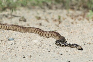 Gopher Snake (Pituophis catenifer) in Pescadero, California