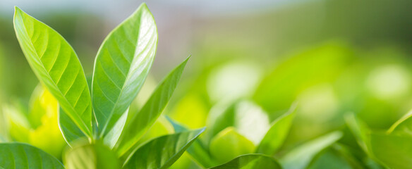 nature view of green leaf on blurred greenery background in garden,Green nature concept.
