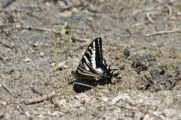 Pale Tiger Swallowtail (Papilio eurymedon) 