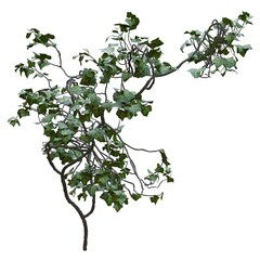 Obraz premium Climbing plants creepers vine isolated on white background 3d illustration