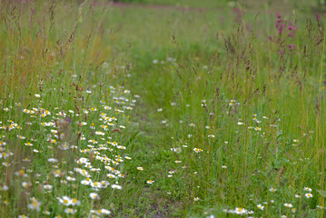 Obraz na płótnie Canvas Flowering. Chamomile. Blooming chamomile field, Chamomile flowers on a meadow in summer, Selective focus