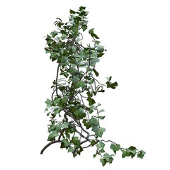 Climbing plants creepers vine isolated on white background 3d illustration