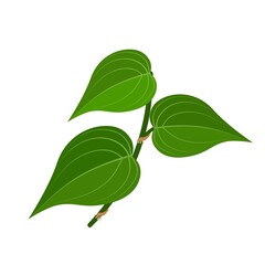 Vector illustration of betel leaf, scientific name of Piper betle, isolated on white background. - obrazy, fototapety, plakaty