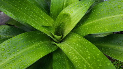 The dracena plant looks so fresh with water droplets on the leaves after the rain 01