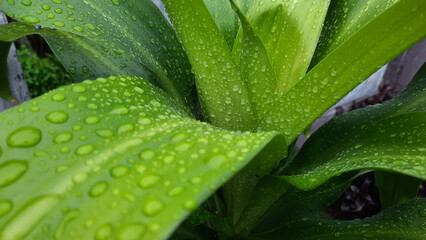  The dracena plant looks so fresh with water droplets on the leaves after the rain 02