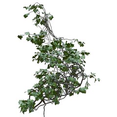 Climbing plants creepers vine isolated on white background 3d illustration