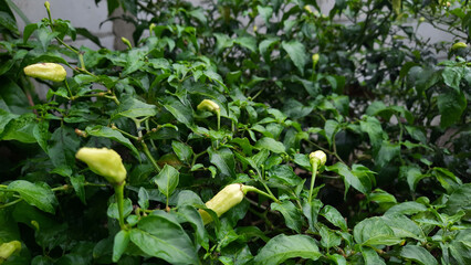 Chilli fruit that is still young and still waiting to be harvested