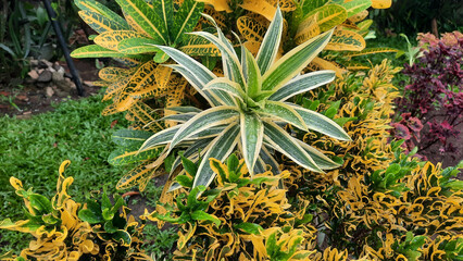 Fototapeta premium Croton with yellow leaves and dracena that look so fresh after the rain