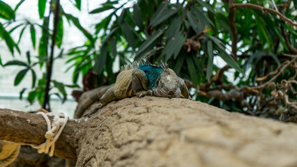iguana on the tree