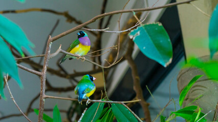 colorful birds