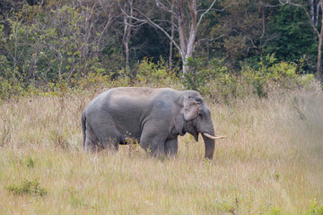Asian Elephant in Khao Yai National Park, Thailand