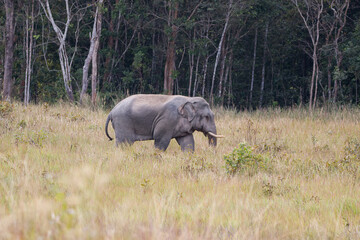 Naklejka na ściany i meble Asian Elephant in Khao Yai National Park, Thailand