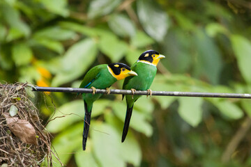 Long-tailed Broadbill in Khao Yai National Park, Thailand