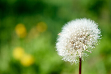 A dandelion shot in close-up with the main focus on the center of the dandelion and a green background
