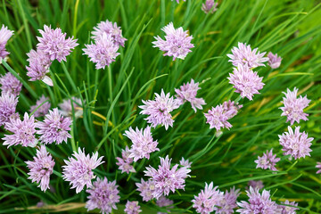 A large number of beautiful pink flowers taken at close range
